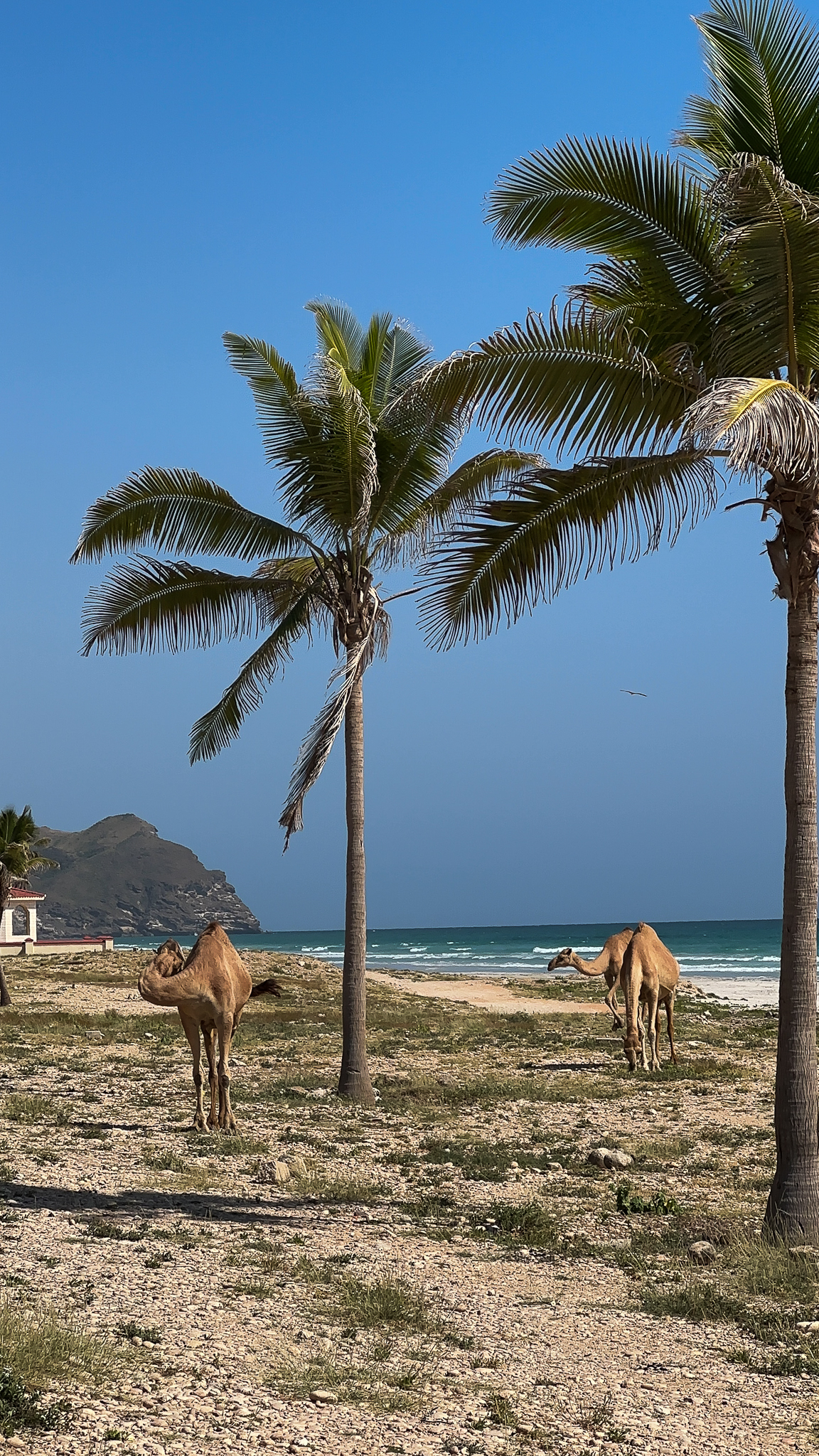 Salalah Oman